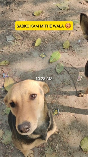 WINTER VLOG [ WITH MY DOGS ]☺️ #streetdog #minivlog #shortvideo