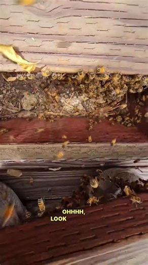 Watch this hidden staircase beehive move itself into my box