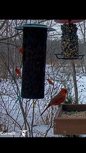 Up to six Northern Cardinals flock to the Cornell Lab FeederWatch Cam at once during this evening scene in Ithaca, New York. Cardinals are easy to attract to backyard feeders throughout their range—especially when sunflower seeds are on the menu. Watch for cardinals and more LIVE at AllAboutBirds.org/CornellFeeders | Bird Cams