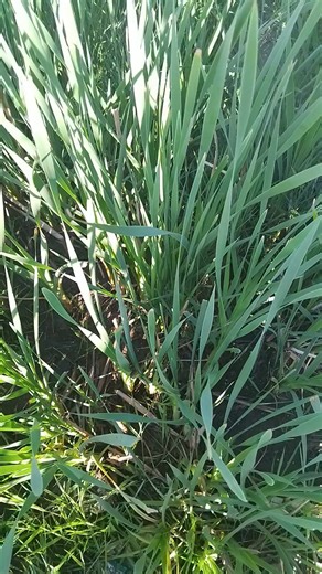 1.8K views · 26 reactions | Umsebenzi weBhuma | Sithaka imithi neziwasho | Facebook