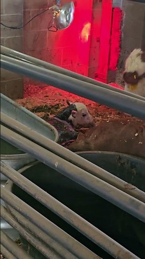 Welcome To The WORLD! #WhittAcres #enjoynaturetoday #homesteadinglife