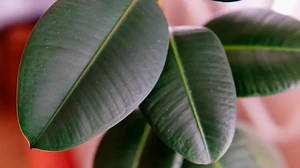 How to Keep Your Houseplants Alive in Fall and Winter