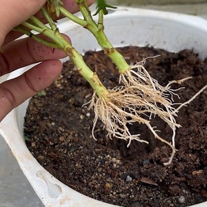 88K views · 2.7K reactions | How to grow store-bought chrysanthemums | Garden & House V&N | Facebook