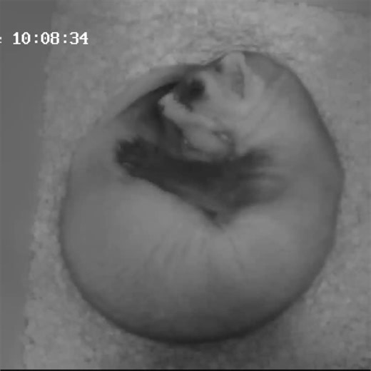 145 reactions · 5 comments | Phoenix Zoo on Reels | Facebook