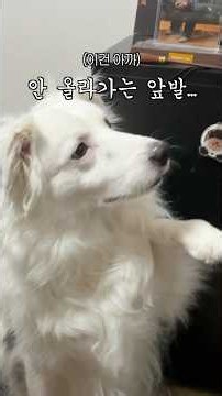 5년 전보다 많이 건방져진 보더콜리...