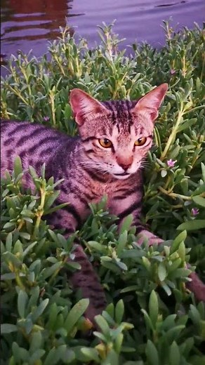 Funny Cat Mood 😹🎵 | Aaj Main Koi Shararat Nahi Kiya #FunnyCat#CuteCat#CatShorts#ViralShorts