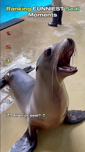 Ranking FUNNIEST Seal Moments 🌊