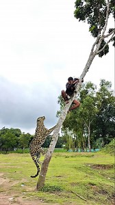 Big cheetah attacks 🐆 a boy in top of tree #vfx #leopard #shorts #wildlife #reels #nature | Vfx- fun team
