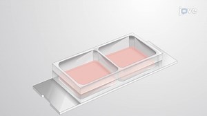 3D Co-culture with Direct Interaction: Co-culturing Cancer Cells with Monocytes to Study Their Interaction