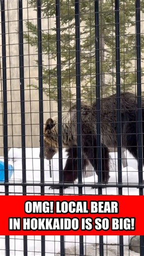 This Bear in Hokkaido Japan is HUGE! 🐻❄️