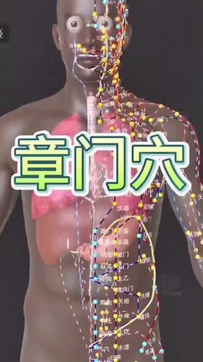 Zhangmen point (a commonly used acupoint) #health #wellness #traditionalChinesemedicine #scientif...