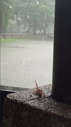 "Non-Stop Rainfall Caught on Camera | Heavy Rain & Thunderstorm Sounds"