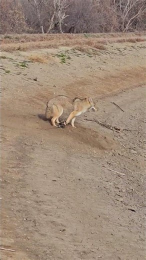 Coyote in a dirthole! #conservation #trapper #sandroadtrapping