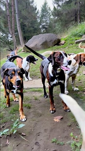Types of German Shorthaired Pointer Coats Exploring the Different Variations