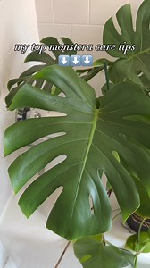 🌿MONSTERA CARE TIPS | Save Share🌿I have always wanted a large monstera deliciosa and I am so happy that mine has grown so well!Caring for this plant is pretty easy, but here is what I do:💚 I water about once a week, when the soil is mostly but not totally dry💚 I half-strength fertilize every watering! Comment FERT on the info for what fertilizer I use💚 I give this plant as much light as I can! It sits a foot or two away from a south window and it also gets light from a grow light in the eve