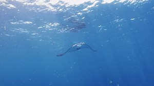 Manta Ray Swimming Gracefully Underwater Captured Stock Footage Video (100% Royalty-free) 3625426023 | Shutterstock