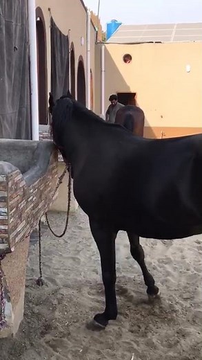 High Quality Horse Breeding | Powerful Stallion & Beautiful Mare | Horse Life Video #horsevideo