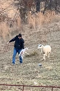 667K views · 18K reactions | Let ‘em out of the barn on a nice day and this happens. 殺#lambing #DoTheJuJu #foryou #lambs #mommasheep #fyp | Haydn House | Facebook