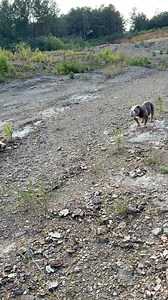 93K views · 3.8K reactions | That’s why he can’t go back to the daycares nie, always think he run sum! #englishbulldog #dogfamily #englishbulldoglovers #boymomlife #boydog #englishbulldoglife | Big Daddy Nem | Facebook