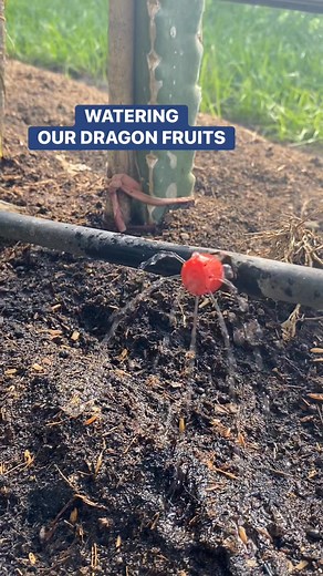 Victoria Farm on Reels