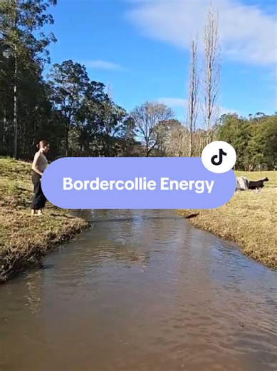 Border Collie Jumping in Slow Motion
