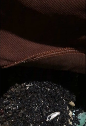 dog ticks#tick #ticksdog