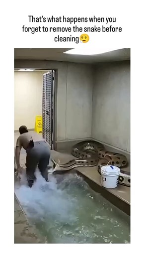 FAILED RITES on Instagram: "This Instagram reel depicts a zookeeper or cleaner slipping into a snake enclosure’s shallow water after being startled by a large constrictor lunging towards them, creating a humorous panic moment lasting 15 seconds. Posted today by @dravven_ , an account curating funny caught-on-camera clips, it has exploded to 2.9 million views with high engagement, fitting the platform’s appetite for quick, shareable mishaps. Replies overwhelmingly debate its reality versus Al fab