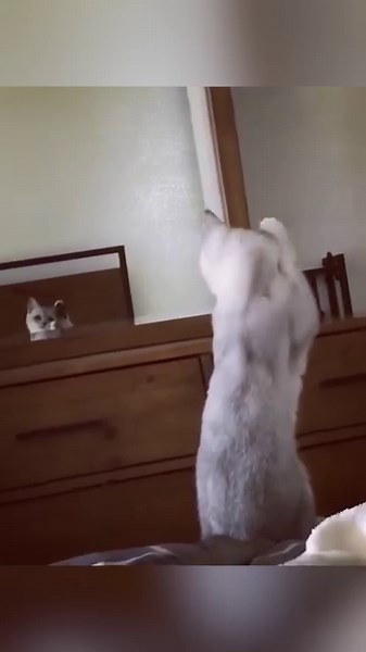 1.3M views · 51K reactions | The Cat Butler - UK on Reels | Facebook