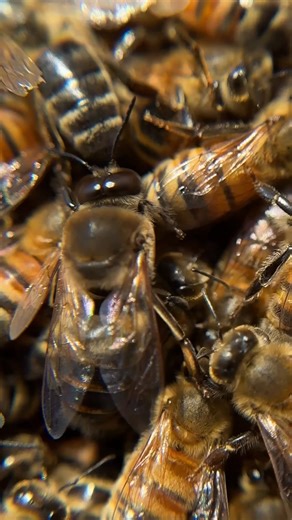 36K views · 1.1K reactions | Was the queen bee accepted? Pt.3 #Beekeeping #beekeeper #Bees #beehive #queen #queenbee | Bowser Bee | Facebook