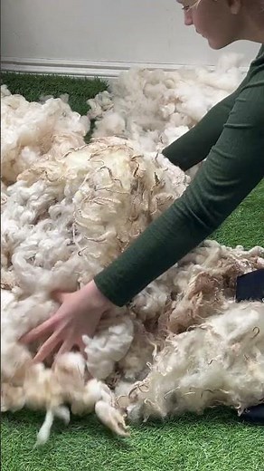 Preparing a sheep fleece for spinning #spinning #spinningyarn #carding #woolencraft #wool #sheep
