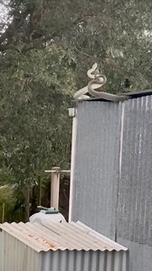 Spring is nearly here. You know what that means. Boy snakes will start fighting each other for the chance at finding a girl soon. #python #snake #australia #snakes | Snake Catcher Dan