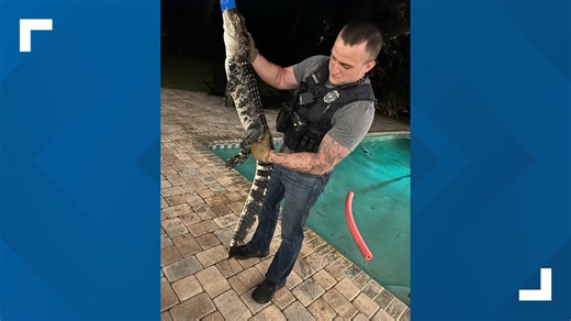 Officer wrangles pool-invader alligator in Countryside area