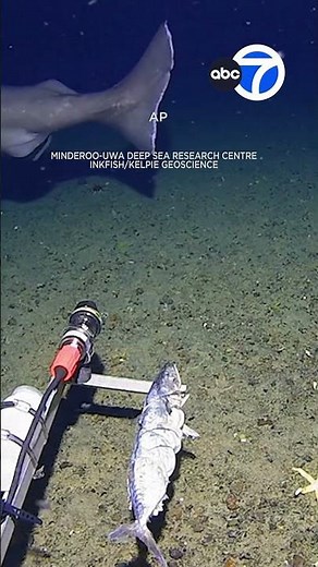 Shark caught on camera for 1st time in Antarctica's frigid waters