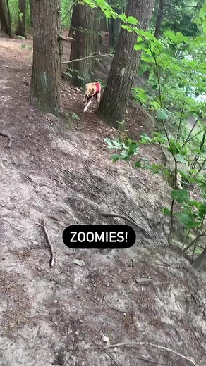 Zoomies zoom! #zoomiessss #zoomies #doggosoftiktok #dogzoomies