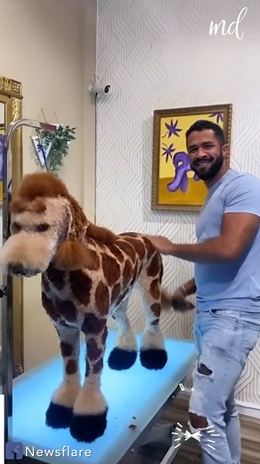 Skilled groomer transforms dogs into giraffes & pandas 🐶✂ | MetDaan Animals
