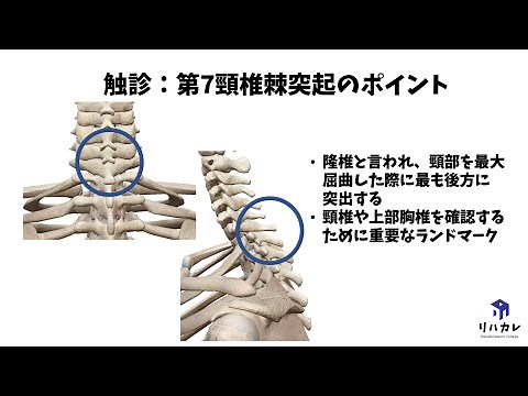 第7頸椎棘突起 触診のコツ［骨の触診］