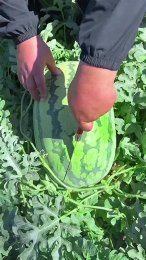 Satisfying ASMR Fruit Sounds for Relaxation