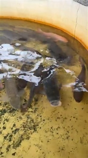 Big Giant Carol Fish Breeding Process #reels | Extreme Fish World