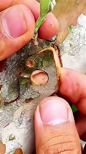 Professional Fruit Tree Bud Grafting Technique Step-by-Step Guide🌳✂️#TreeGrafting#Garden #FruitTrees
