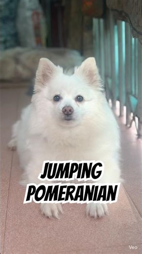 Fluffy dog jumping for joy! #shorts