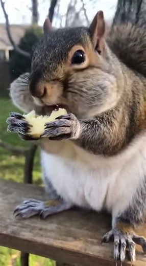Fat squirrel eating cheese