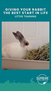 You can start litter training your rabbits before their neuter, some may take to using their litter box straight away and continue with no problems after their neuter, but some may become litter trained and then start spraying and leaving territorial poos outside of the litter box once their hormones kick in, but after your rabbits' neuter this territorial behaviour usually stops. Here are some tips on how to litter-train your rabbits: • If your rabbits are free to roam then you may want to redu