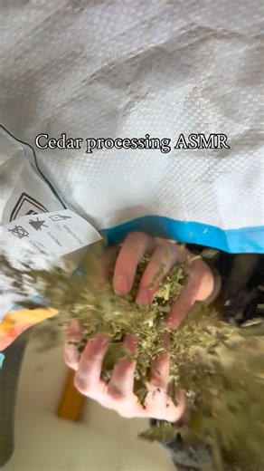 Omï on Instagram: "Cedar is a healing medicine close to my heart ❤️ • this is cedar I’ve processed to make cedar pillows. These are good for aches and pains, as well as to promote good sleep and spiritual connection. • I was blessed to harvest this cedar from fallen trees from a storm we had a few months ago. We lost many beautiful trees, including cedar. • if you’re curious about learning more on plant medicine, check out @giiwedinindizhinikaaz as well as the books below: - Strength of the Eart