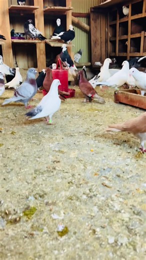 Exploring Pigeon Behavior and Attitude