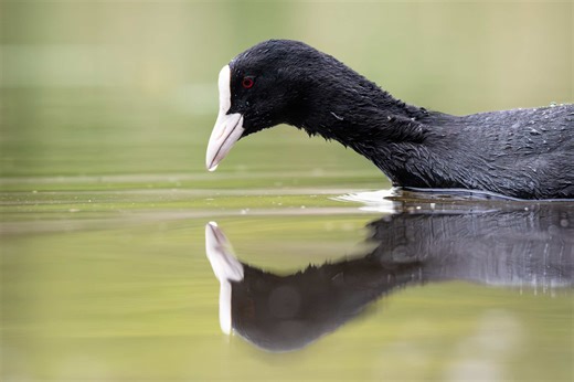 Proof that reflections make every photo better 💧 #wildlifephotography #naturephotography #waterreflection #birdtok #photographytips