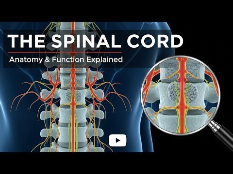 "What Is the Function of the Human Spine? | Structure, Functions & Scientific Facts"