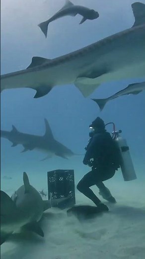 The Ultimate Shark Experience: Hand-Feeding & Caressing Hungry Tiger Sharks