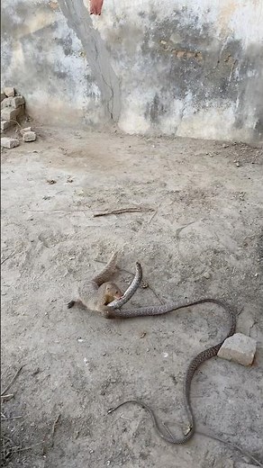 Mongoose vs Snake | A Shocking Wildlife Moment
