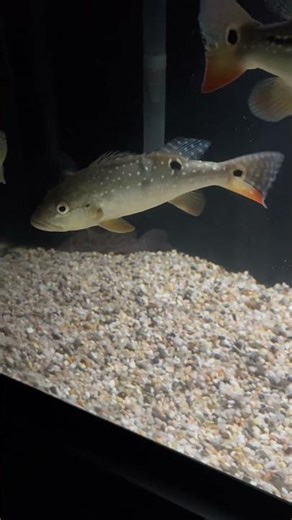 Giraffe nose catfish swimming and looking good 👍