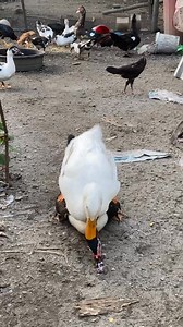 Pekin x muscovy #ayambangsamoro | Ayam Bangsamoro